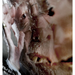 PATRIARCA DE SOBREMESA. Fotografía. 2017.