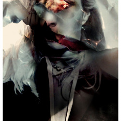 CORDYCEPS. Fotografía. 2017.